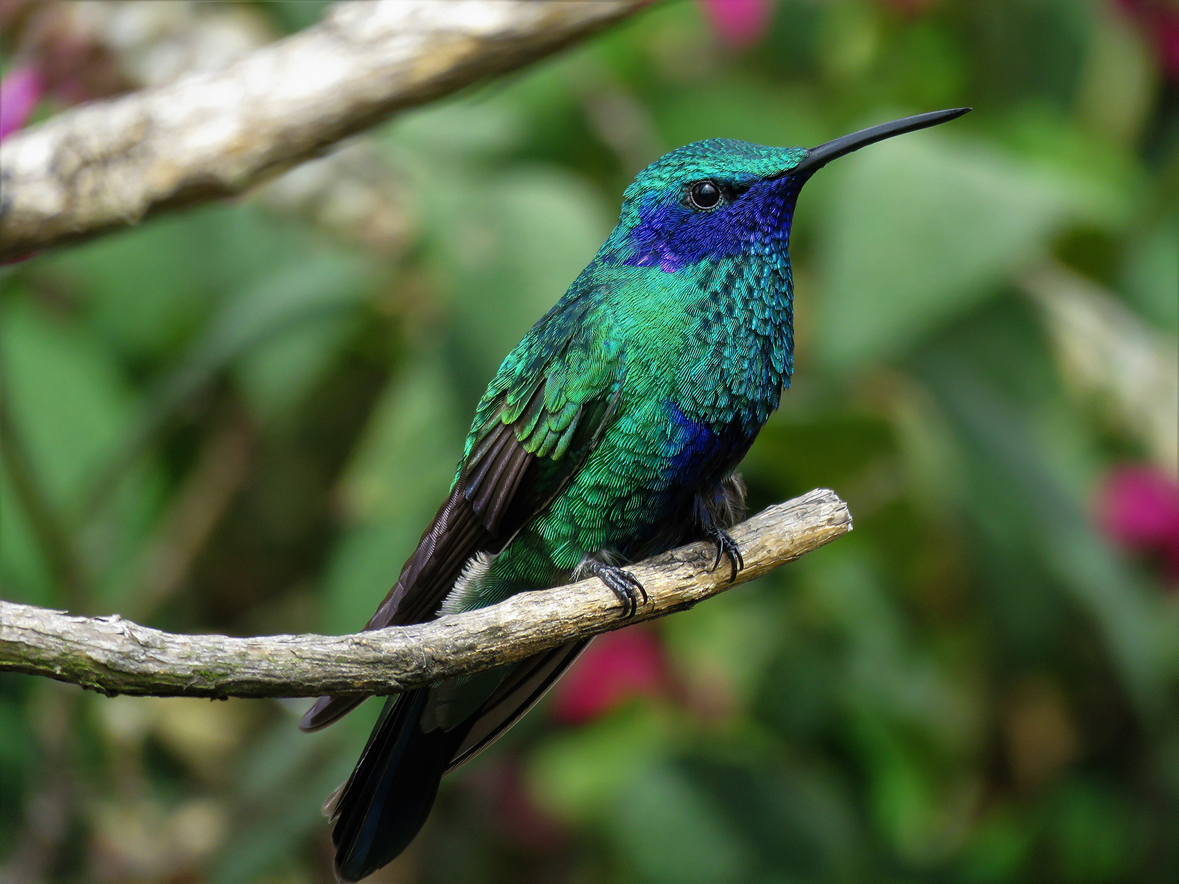 cometa-colibri