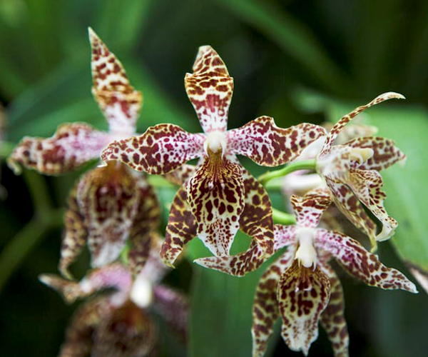 Quito’s botanical garden, one of the 10 great around the world (The Guardian)